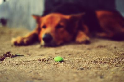 Close-up of dog