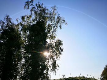 Low angle view of trees against clear sky