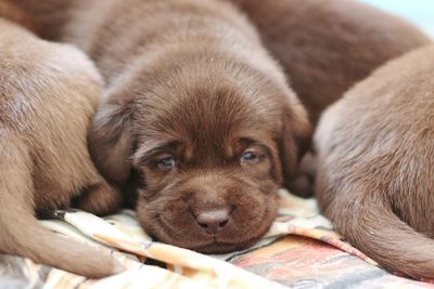 Close-up portrait of dog