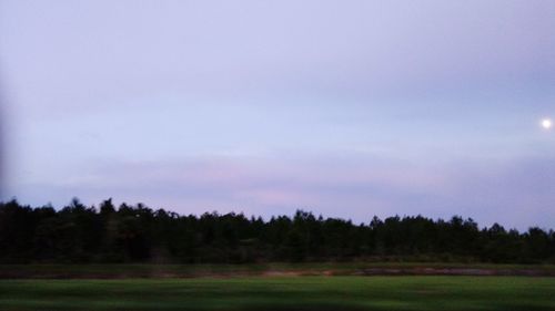 Trees on field against sky