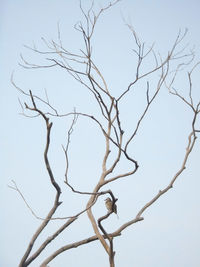 Low angle view of bare tree against clear sky