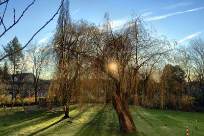 Bare trees on grassy field