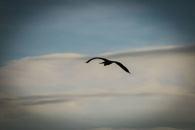 Low angle view of bird flying against sky