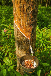 Close-up of tree trunk