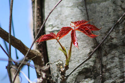 Low angle view of red flowers on branch