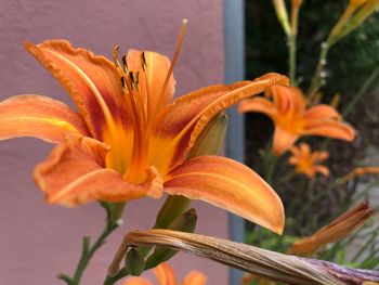 Close-up of day lily