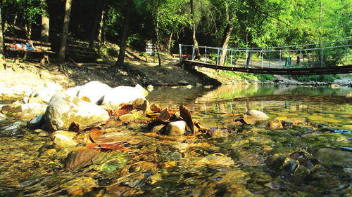 Swans on water in park