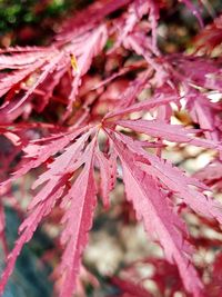 Close-up of leaves