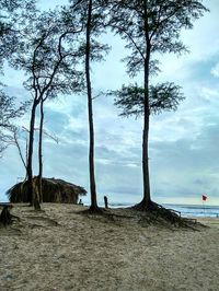 Trees on beach against sky