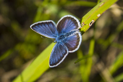 Close-up of butterfly on purple flower