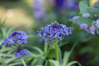 Close-up of purple flowering plant