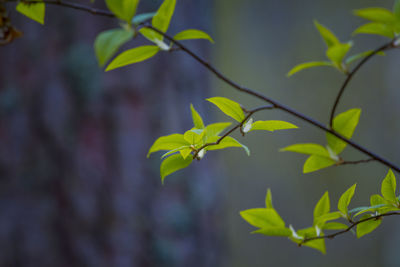 Fresh, green leaves of a bird cherry tree during spring.