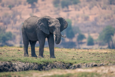 Elephants on field