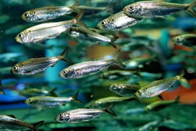 Close-up of fish swimming in sea