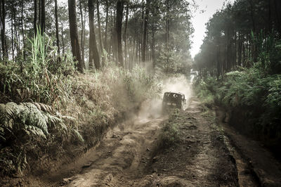 Dirt road along trees in forest