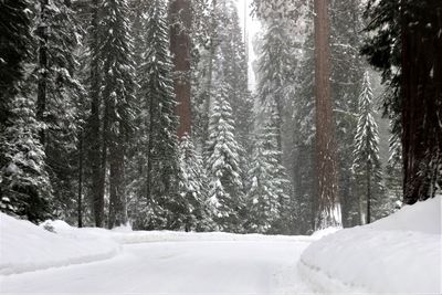 Snowy road in sequoia national park