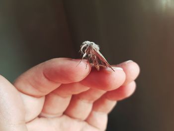 Close-up of moth on hand 