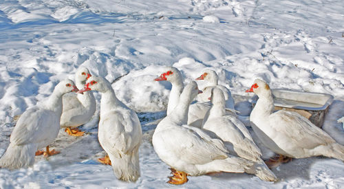 Swans in a lake