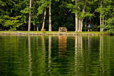 Scenic view of lake in forest