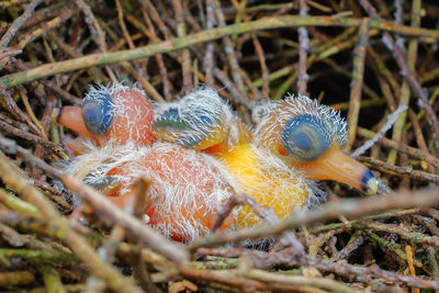 Close-up of birds in nest