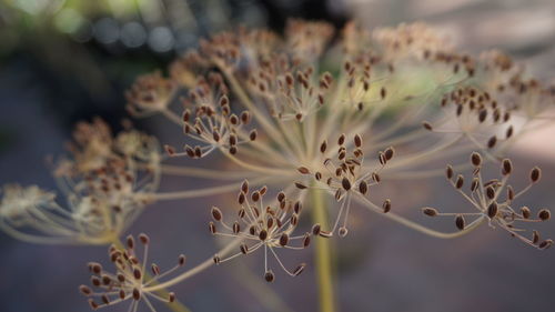 Close-up of flowers against blurred background