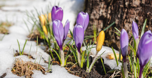 Close-up of purple crocus flowers on field