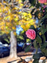 Close-up of rose plant