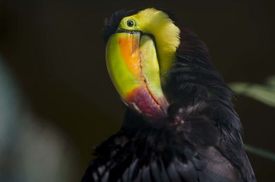 Close-up of bird