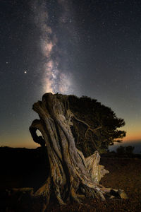 Tree on field against sky at night