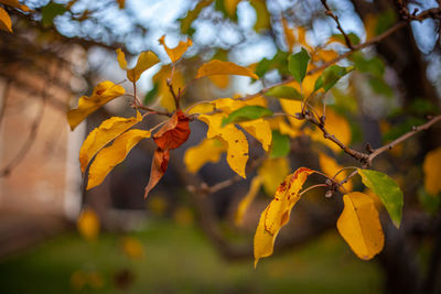 Close-up of yellow leaves on branch