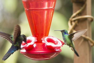 Close-up of red bird flying