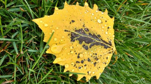 Close-up of wet leaves on field