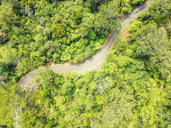 High angle view of winding road in forest