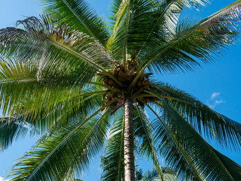 Low angle view of palm tree against sky