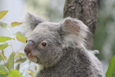 Close-up of an animal