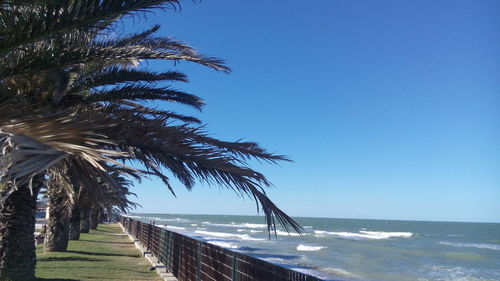 Palm trees at beach against clear blue sky