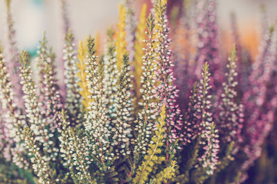 Close-up of purple flowering plant