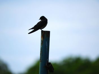 Bird perching on wooden post against sky