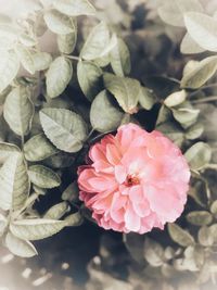 Close-up of pink rose