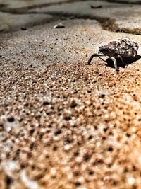 Close-up of crab on sand