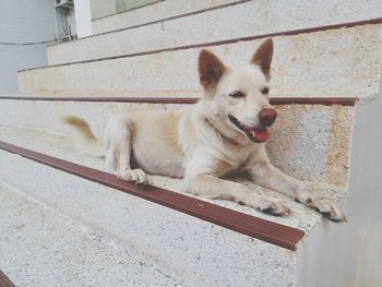 Portrait of dog relaxing outdoors