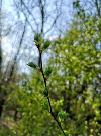 Low angle view of plant against tree