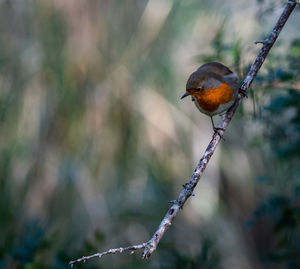 Close-up of bird perching on twig