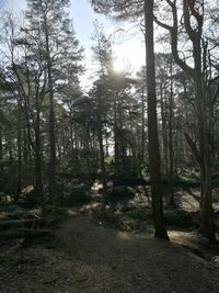 Trees against sky