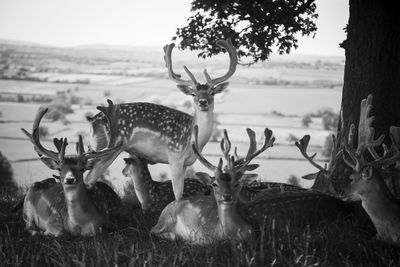 Deer on field against sky