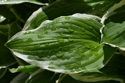 Close-up of raindrops on leaves