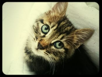 Close-up portrait of cat