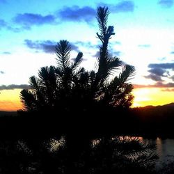 Silhouette of trees at sunset