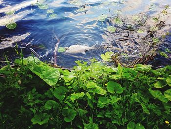 High angle view of green floating on water