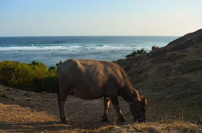 Horse standing on beach against sky